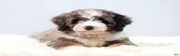 Mini Bernedoodle dogs for sale: Frisco  - Ad 1