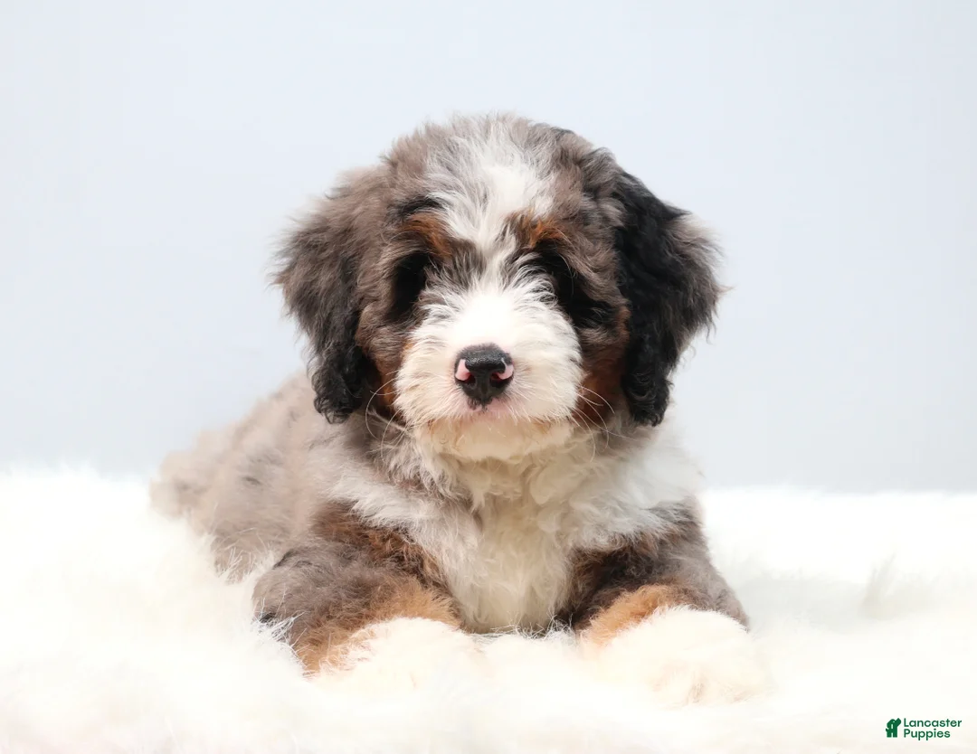 Mini Bernedoodle dogs for sale: Frisco  - Ad 1