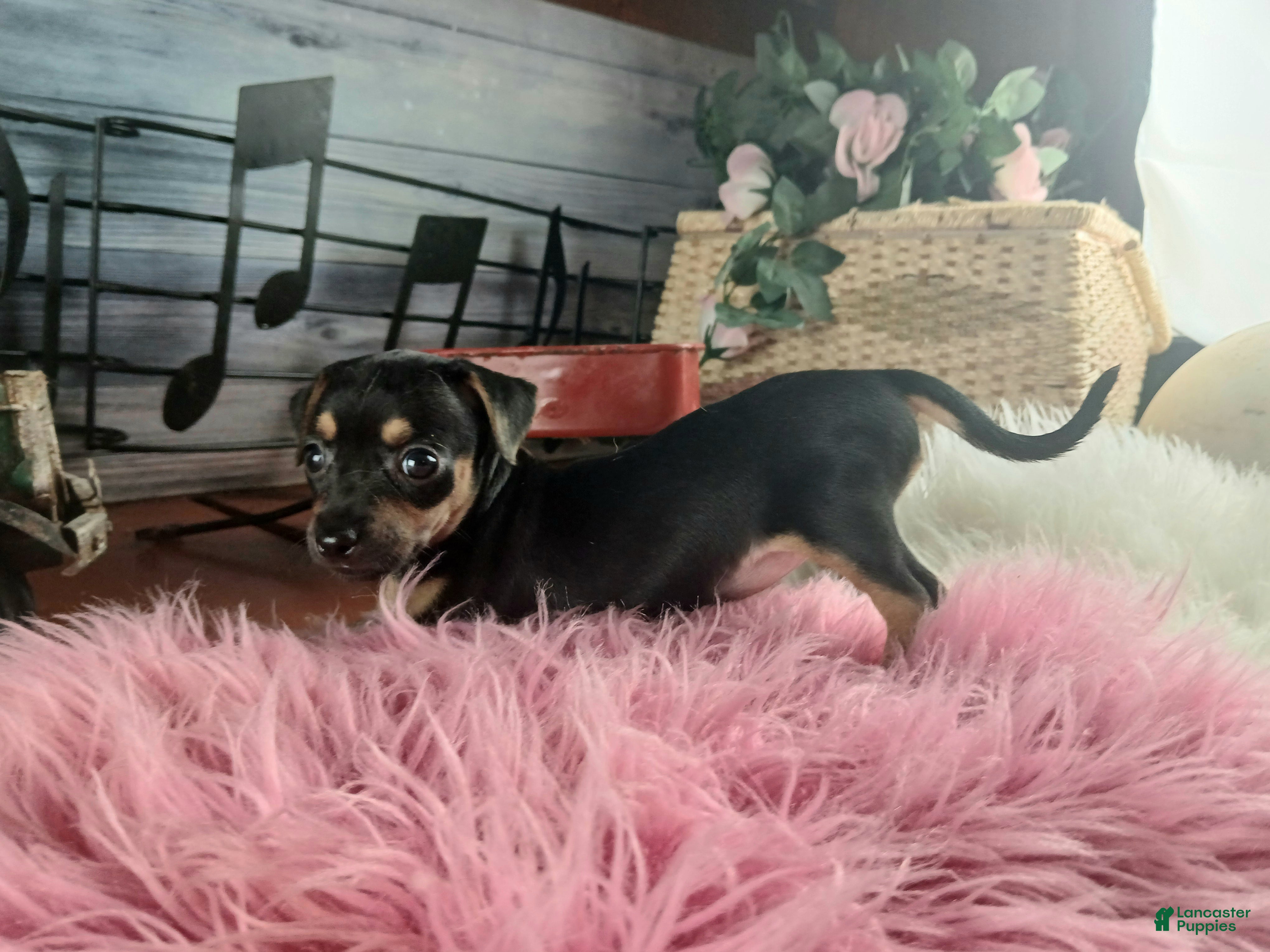 Chihuahua dogs Autumn blk tan girl. Hand Delivery  - Ad 19