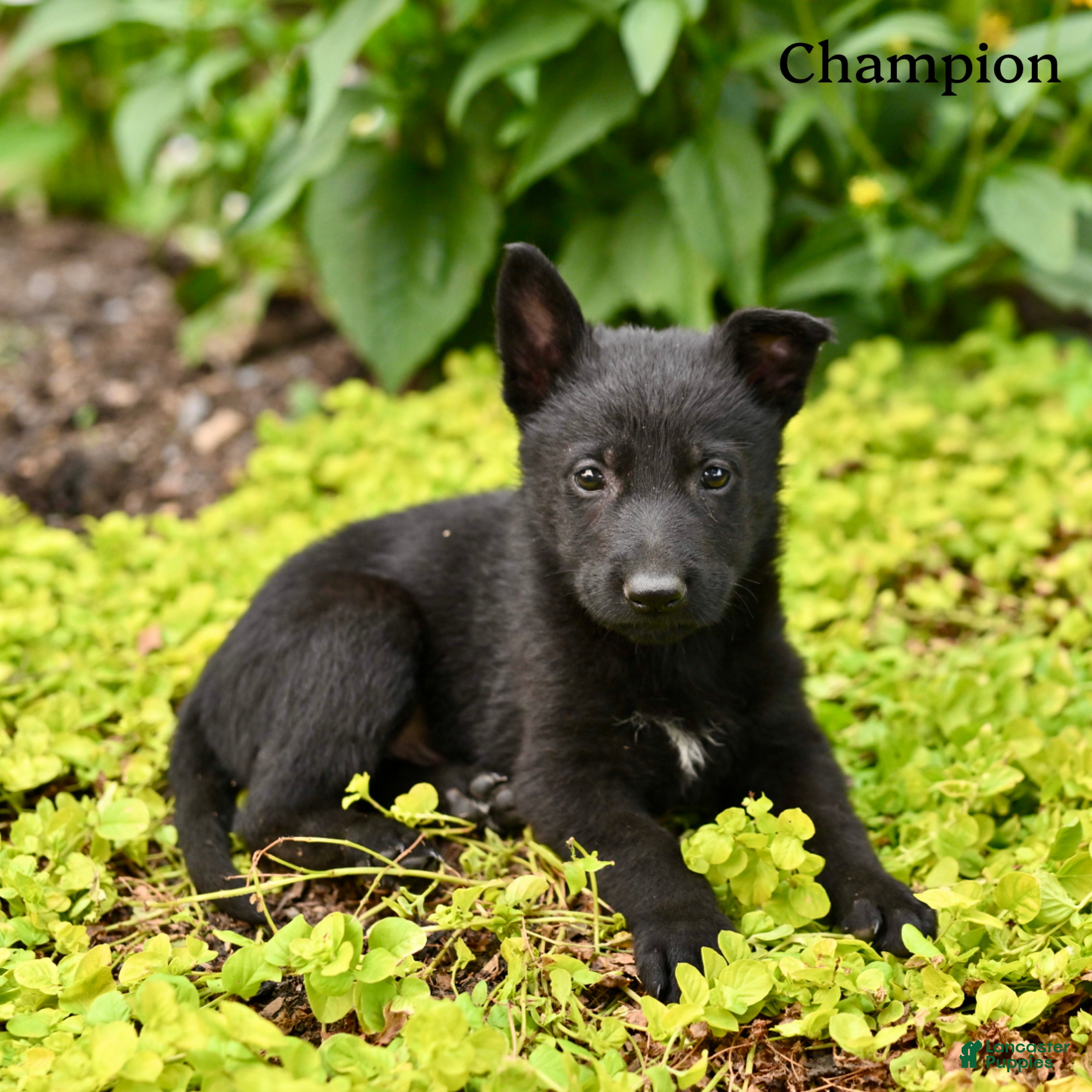 German Shepherd dogs Champion - Ad 2