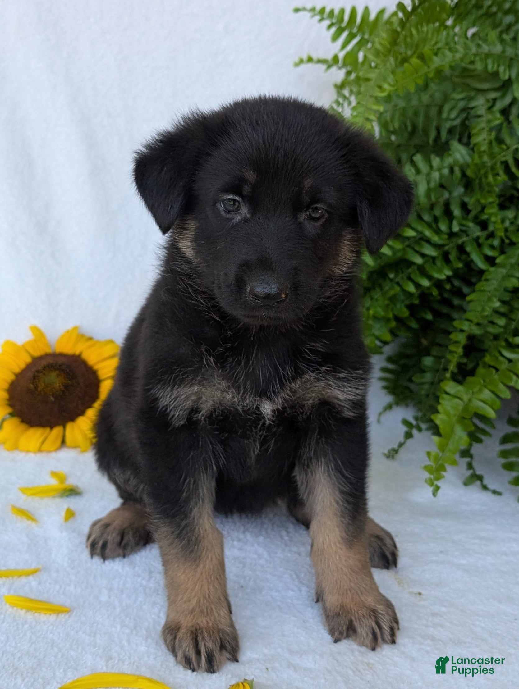 German Shepherd dogs Mati - Ad 2