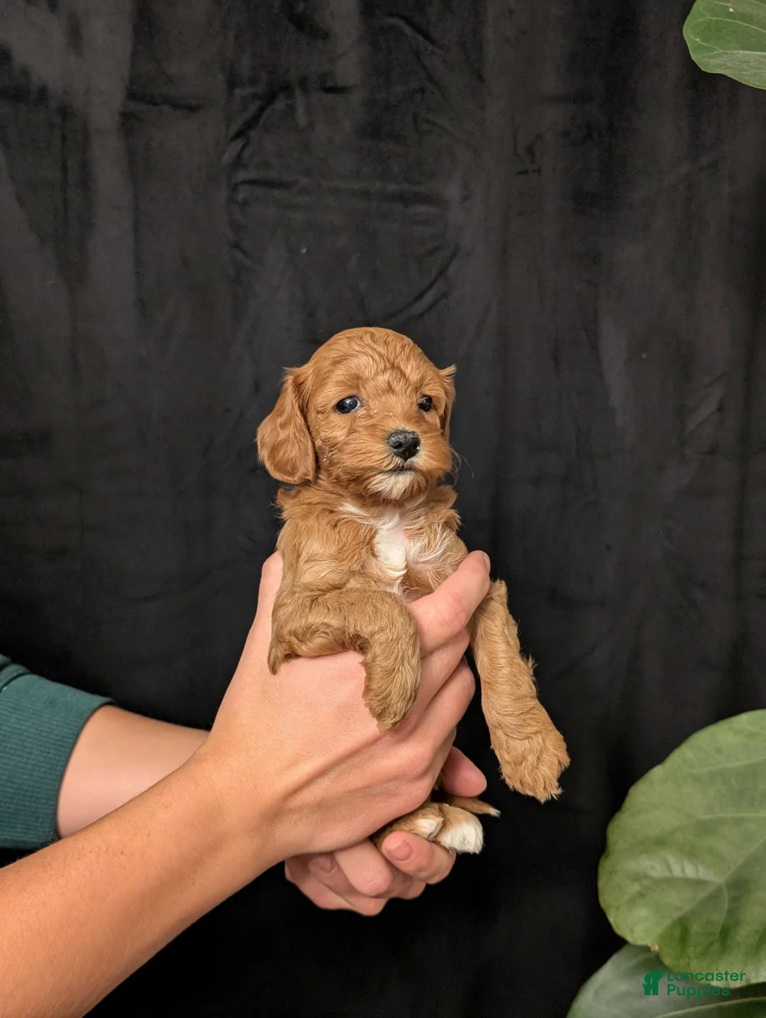 Cavapoo dogs for sale: Storm - Ad 1