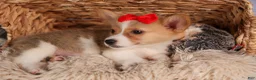 Welsh Corgi Pembroke dogs for sale: Conner  - Ad 13