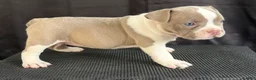 American Bully dogs for sale: American Bully 5 - Ad 3