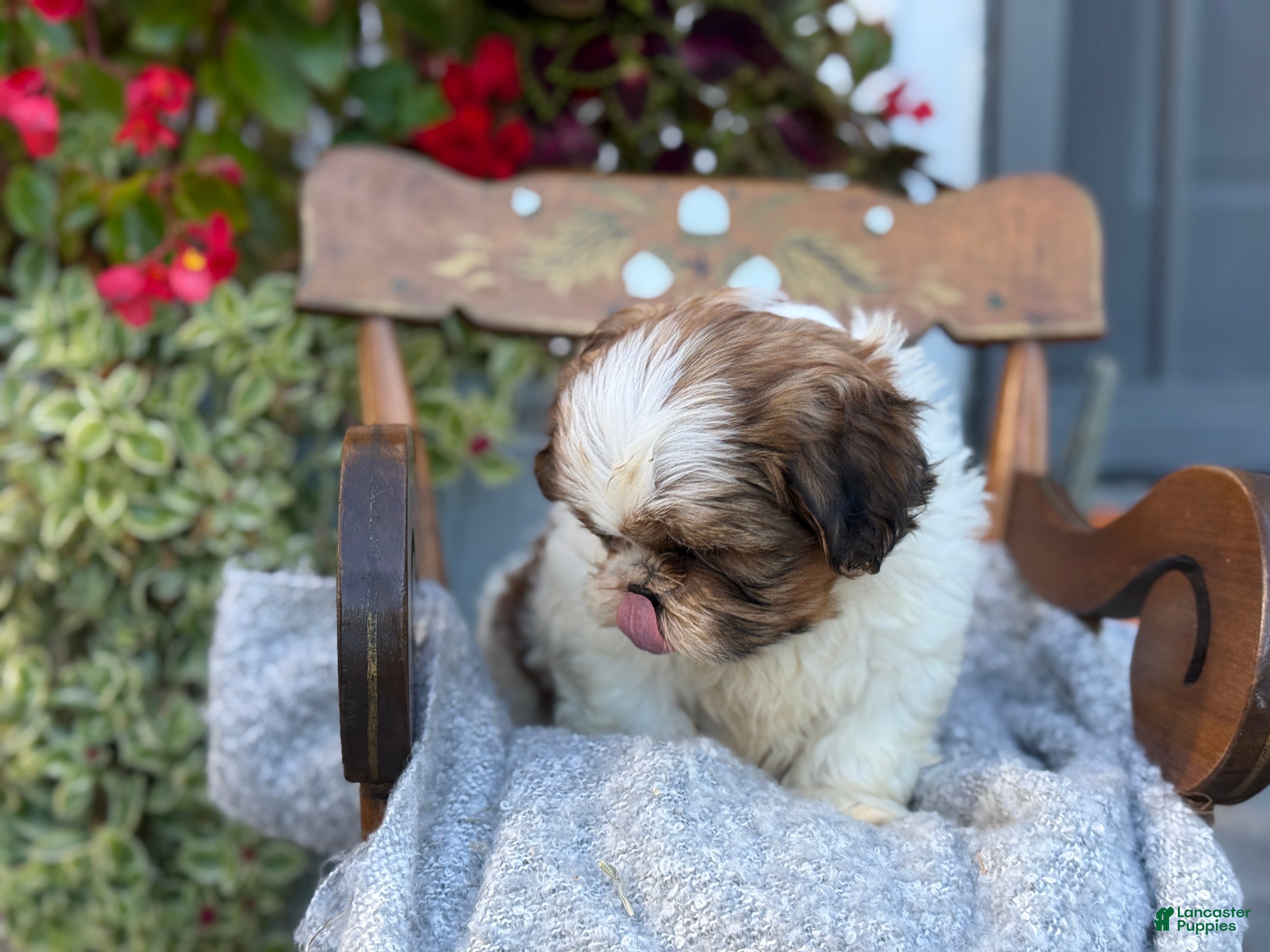 Shih Tzu dogs Seely - Ad 2