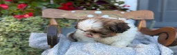 Shih Tzu dogs for sale: Seely - Ad 2