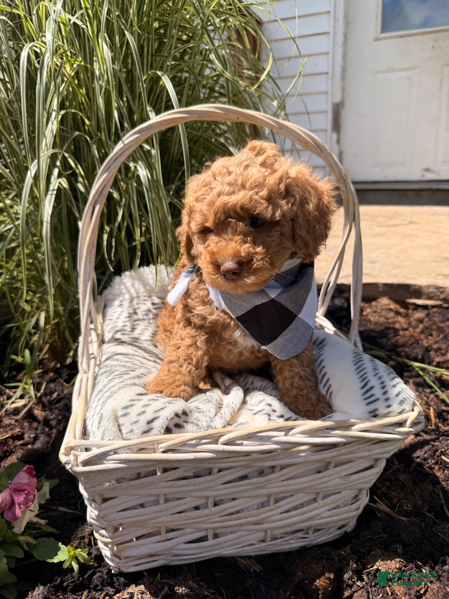Mini Goldendoodle dogs for sale: Billy - Ad 4