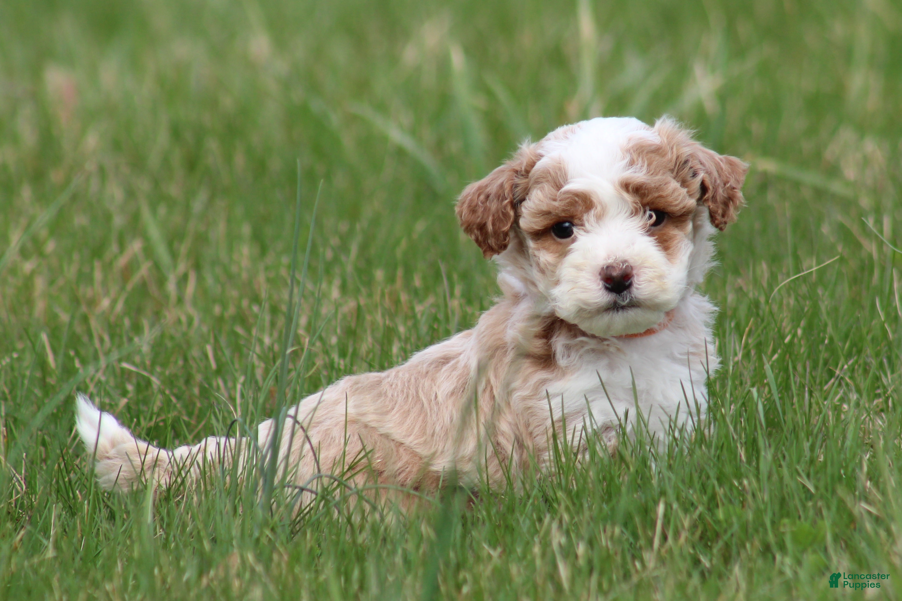 Bichpoo dogs Ryder - Ad 1