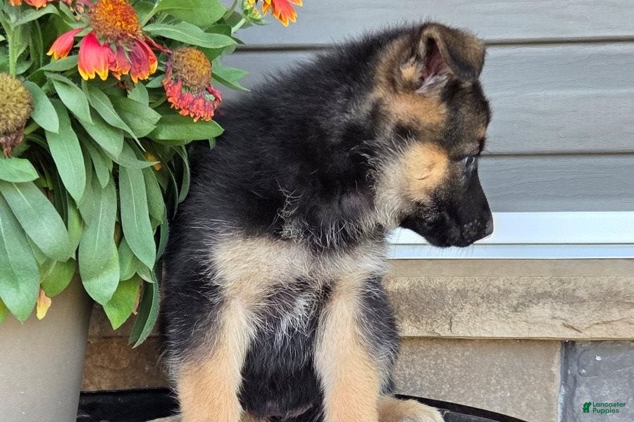 German Shepherd dogs Amelia - Ad 6