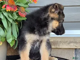 German Shepherd dogs Amelia - Ad 6