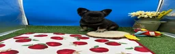 French Bulldog dogs for sale: French Bulldog 1 - Ad 2