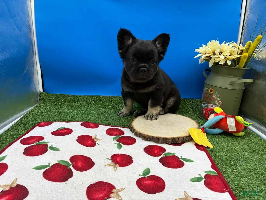 French Bulldog dogs for sale: French Bulldog 1 - Ad 2