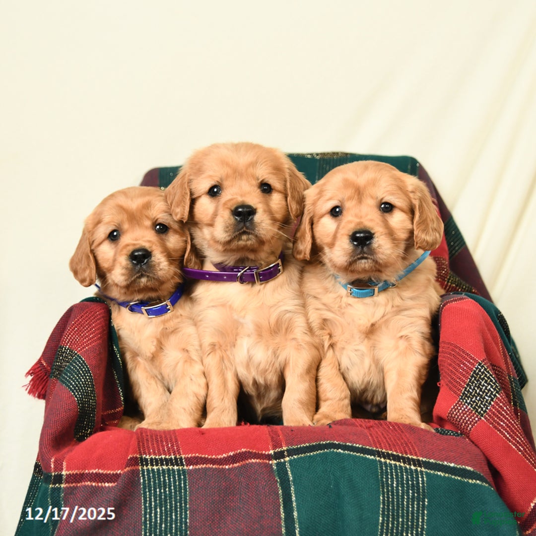 Miniature Golden Retriever dogs for sale: Teddy - Ad 3