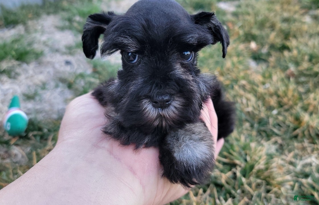 Miniature Schnauzer dogs Hazel, AKC Miniature Schnauzer - Ad 1