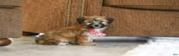 Morkie dogs for sale: Milo - Ad 6