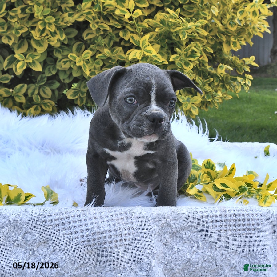 Frenchton dogs Rover - Ad 1