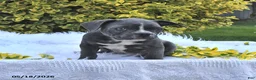 Frenchton dogs for sale: Rover - Ad 11