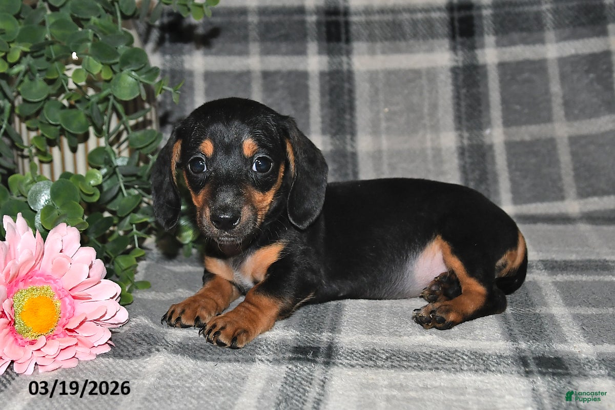 Miniature Dachshund dogs Charlotte - Ad 2