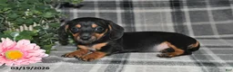 Miniature Dachshund dogs for sale: Charlotte - Ad 2