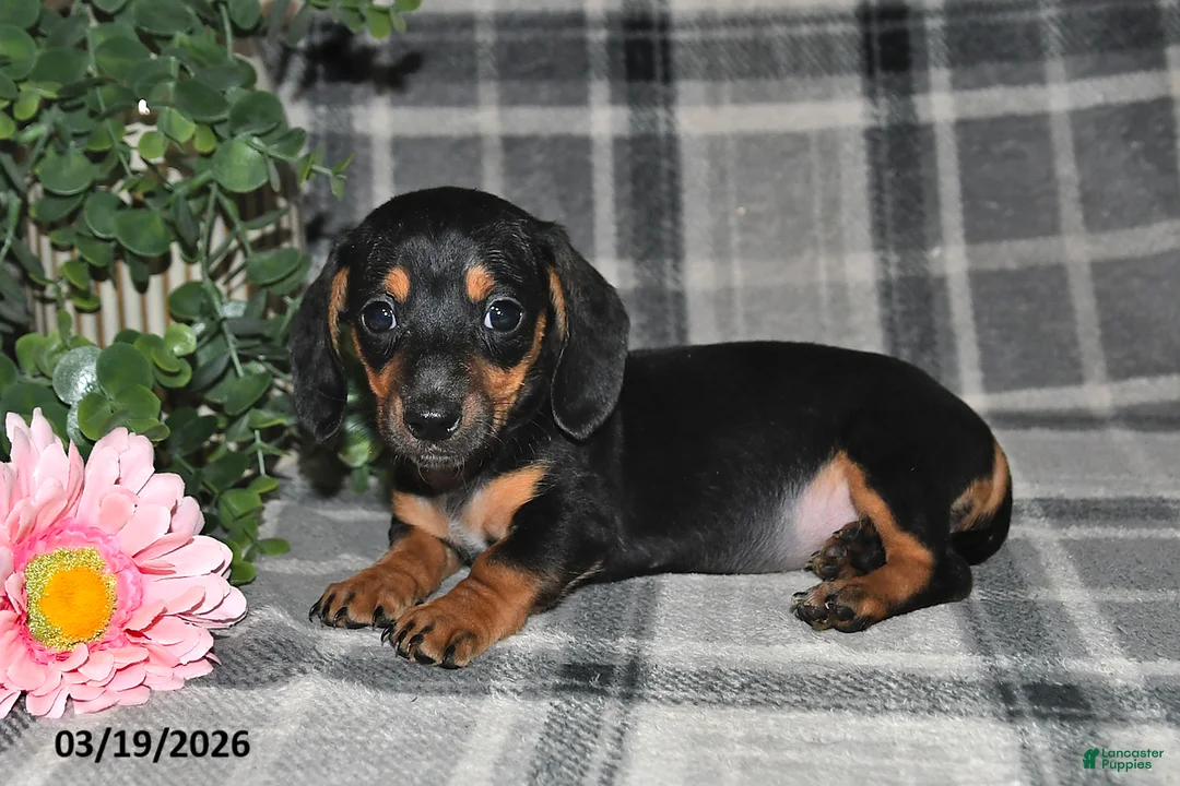 Miniature Dachshund dogs for sale: Charlotte - Ad 2