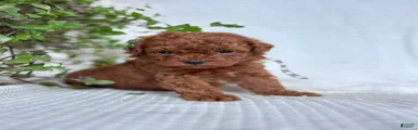 Mini Goldendoodle 7