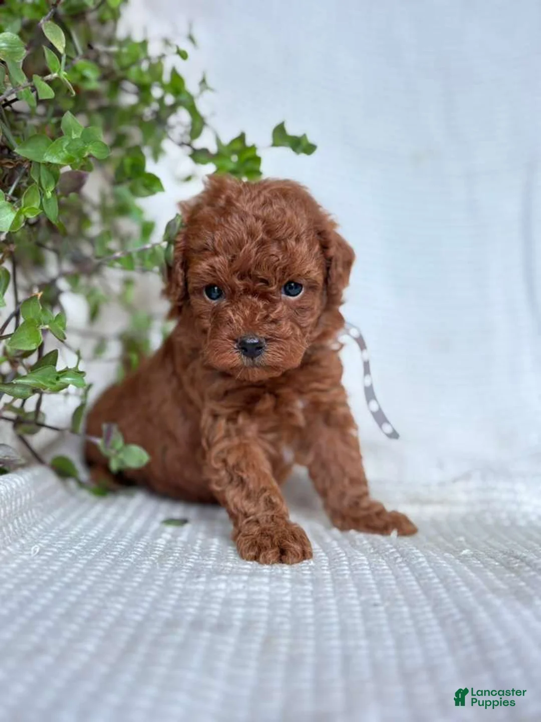 Mini Goldendoodle dogs for sale: Mini Goldendoodle 7 - Ad 1