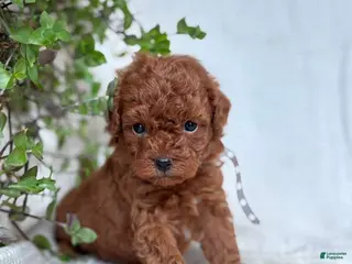 Mini Goldendoodle dogs for sale: Mini Goldendoodle 7 - Ad 1
