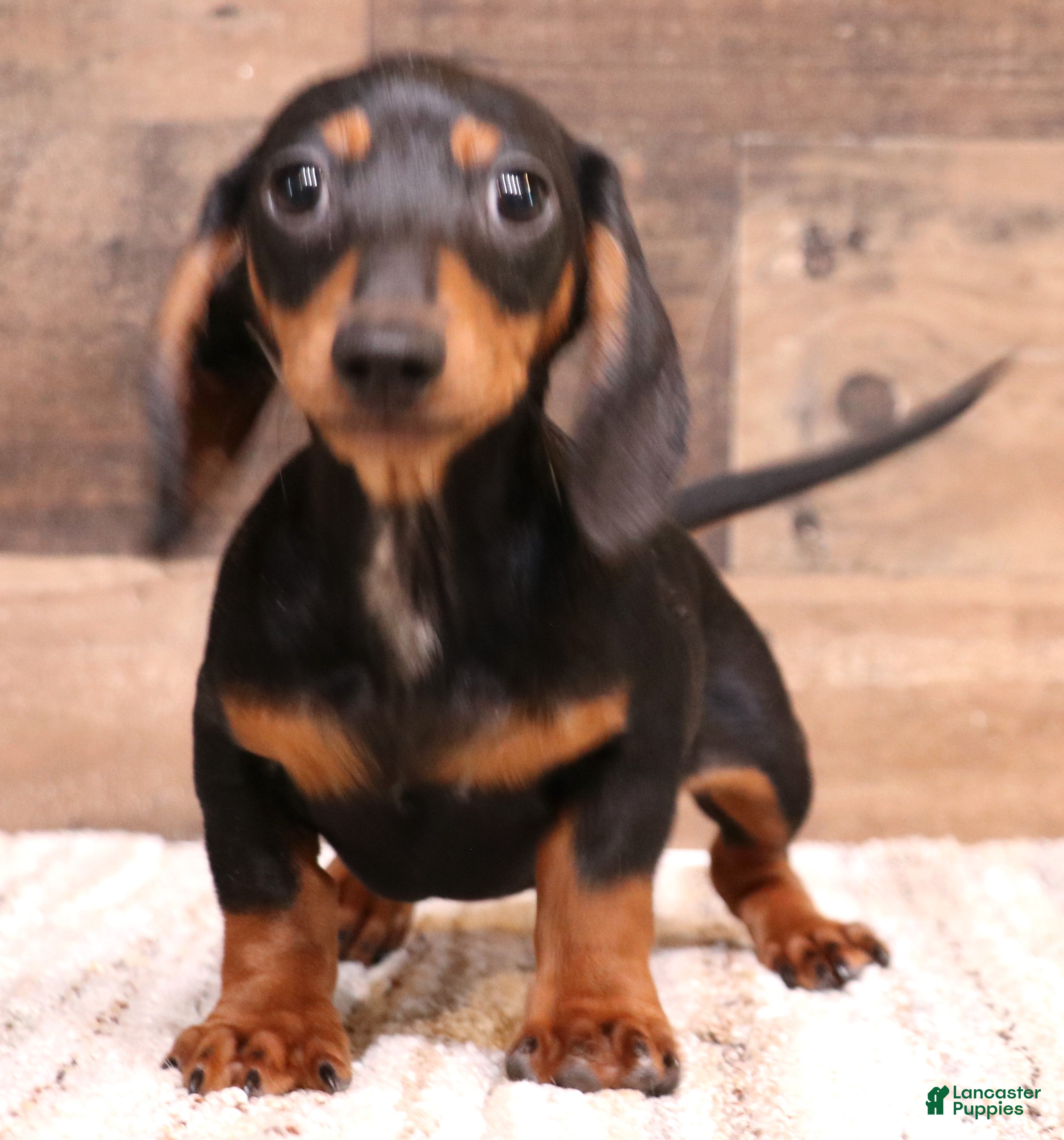 Miniature Dachshund dogs Snoopy - Ad 2