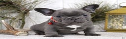 French Bulldog dogs for sale: King - Ad 3