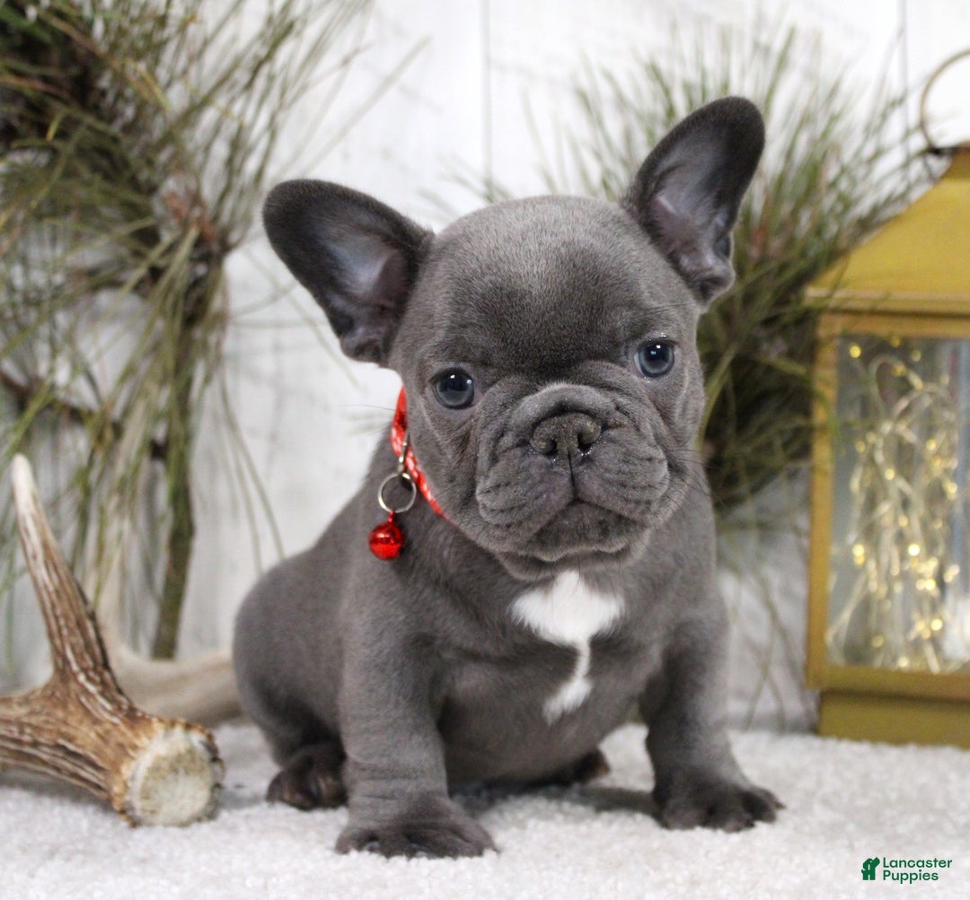 French Bulldog dogs for sale: King - Ad 3