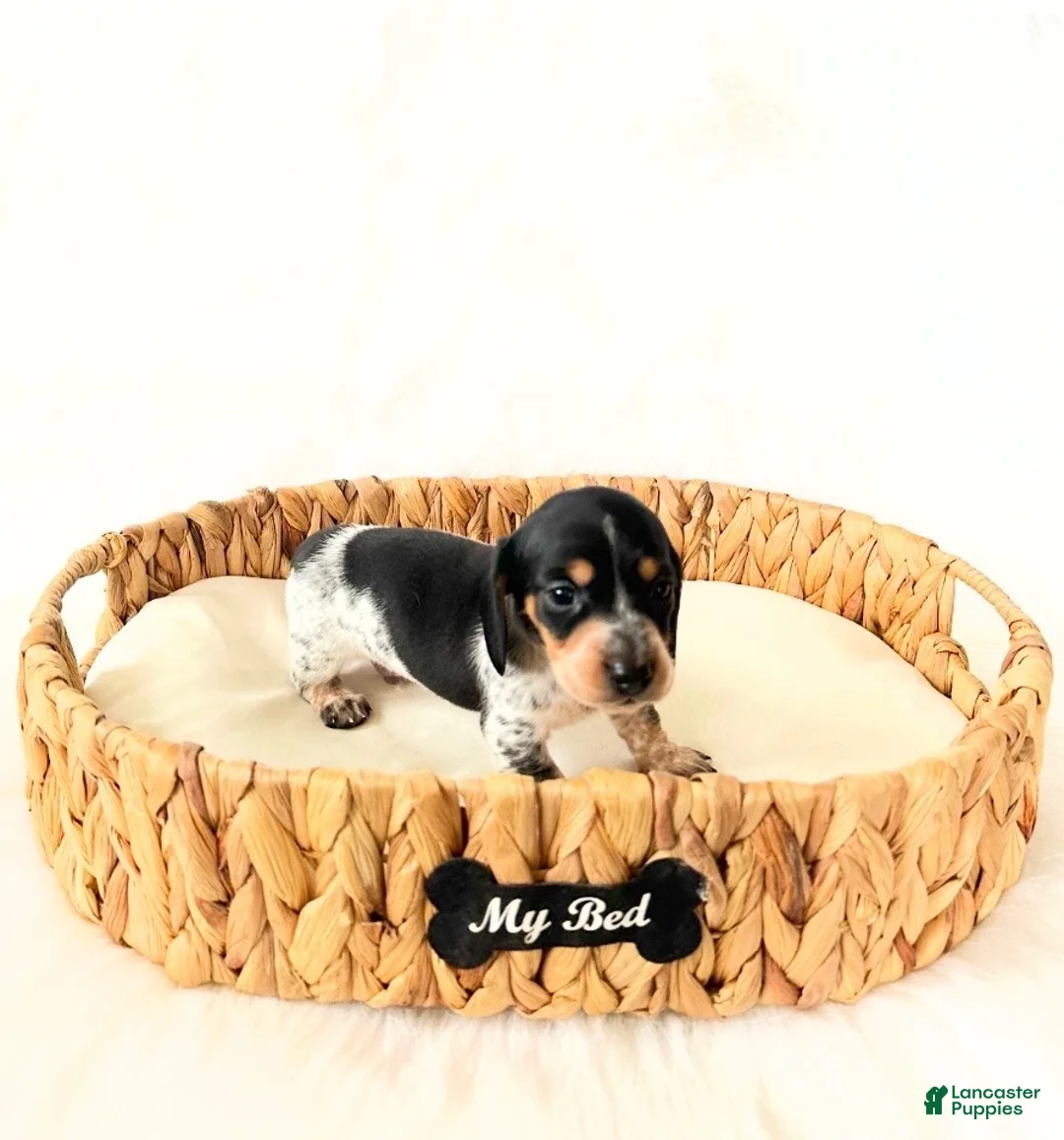 Miniature Dachshund dogs for sale: AKC Pepper - Ad 5