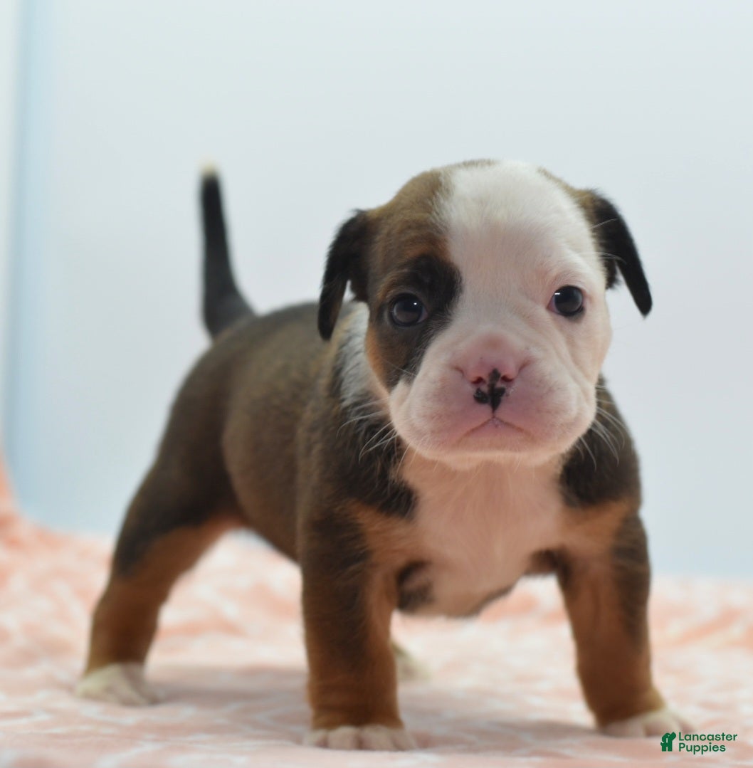 Mixed Breed dogs Rosie - Ad 1
