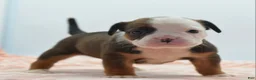 Mixed Breed dogs for sale: Rosie - Ad 4