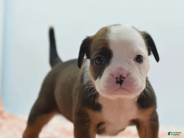Mixed Breed dogs for sale: Rosie - Ad 1