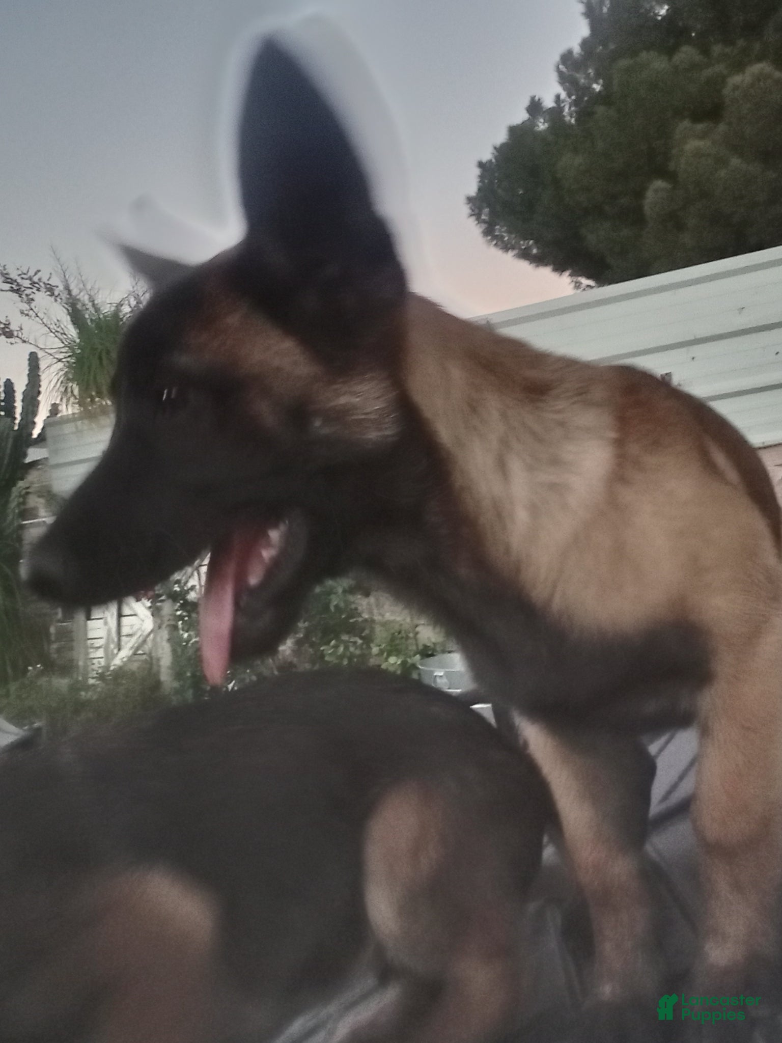 Belgian Malinois dogs Belgian Malinois Puppy 2 - Ad 1