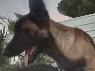 Belgian Malinois dogs for sale: Belgian Malinois Puppy 2 - Ad 3