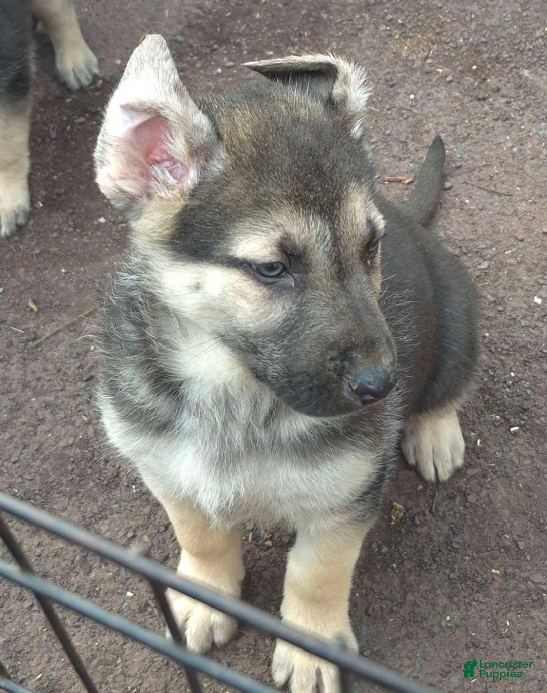 German Shepherd dogs for sale: German Shepherd Puppy  - Ad 6