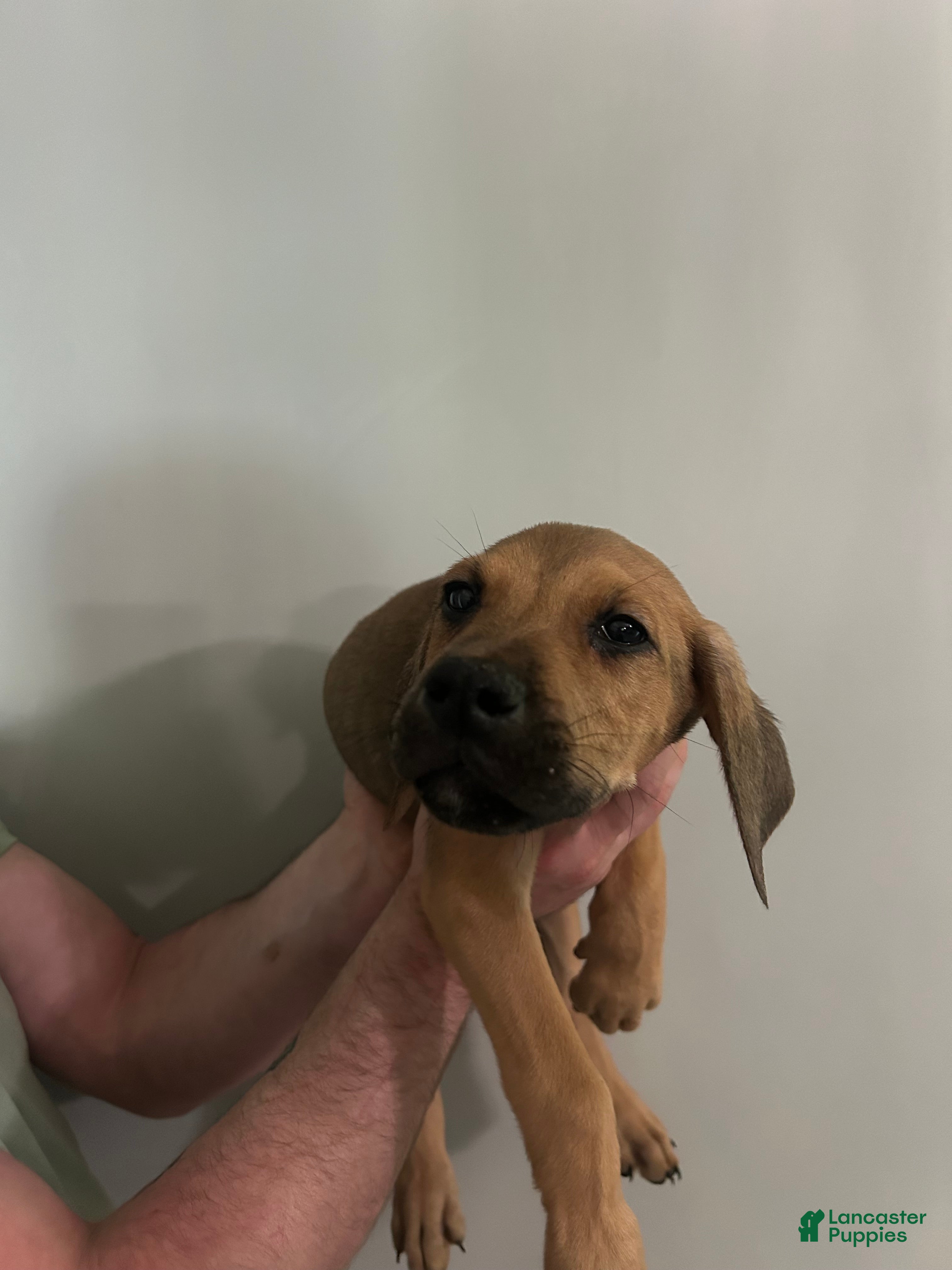Mixed Breed dogs Puppy 5 - Ad 38