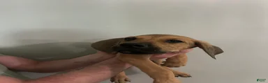 Puppy 5