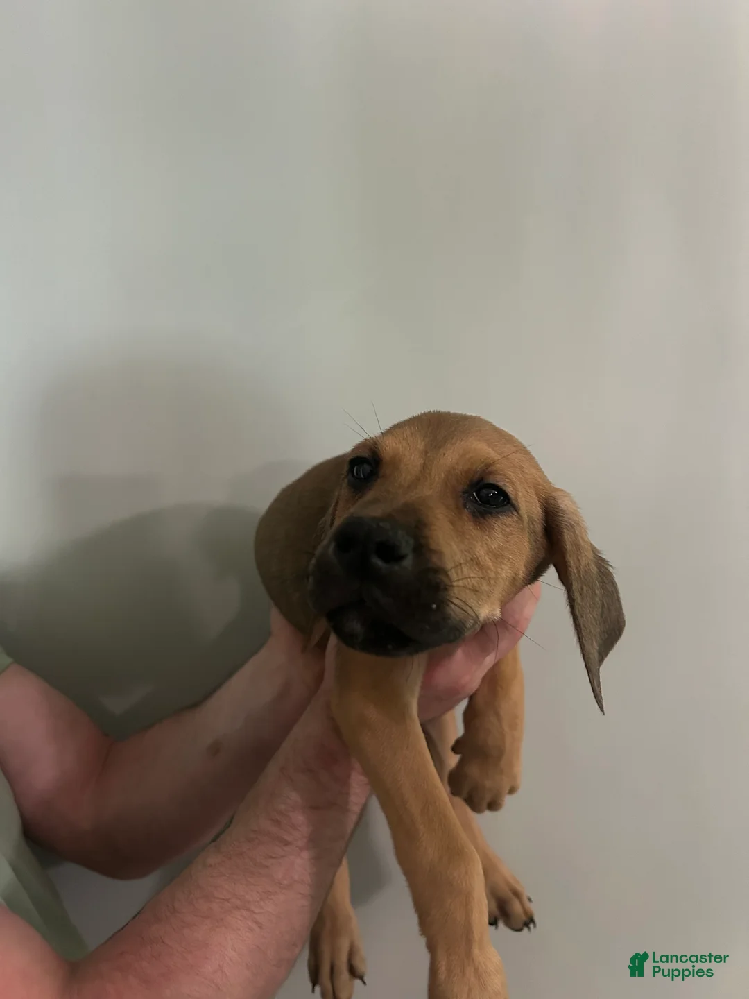 Mixed Breed dogs for sale: Puppy 5 - Ad 1