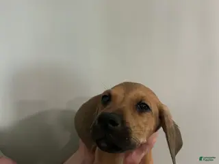 Mixed Breed dogs Puppy 5 - Ad 38