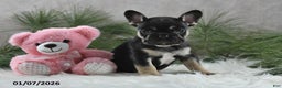 French Bulldog dogs for sale: Adela - Ad 2