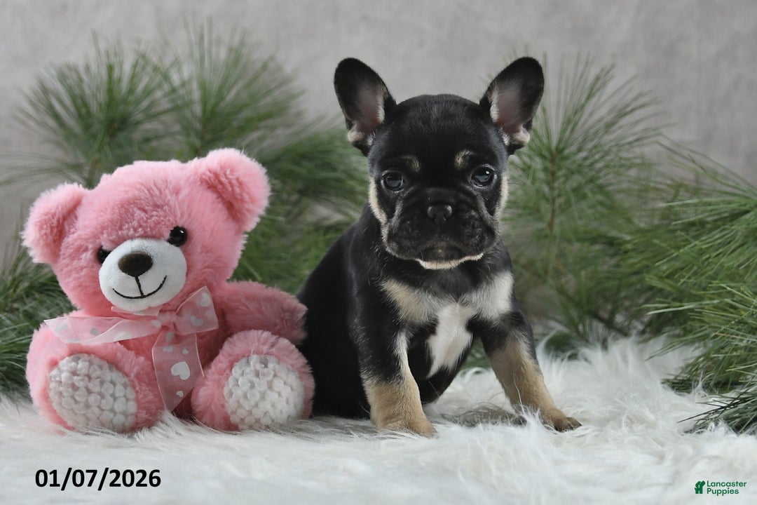 French Bulldog dogs for sale: Adela - Ad 2