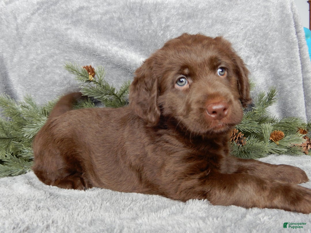 Labradoodle dogs for sale: Mrs. Claus  - Ad 4