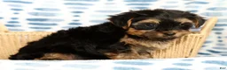 Yorkshire Terrier dogs for sale: Sophia - Ad 3