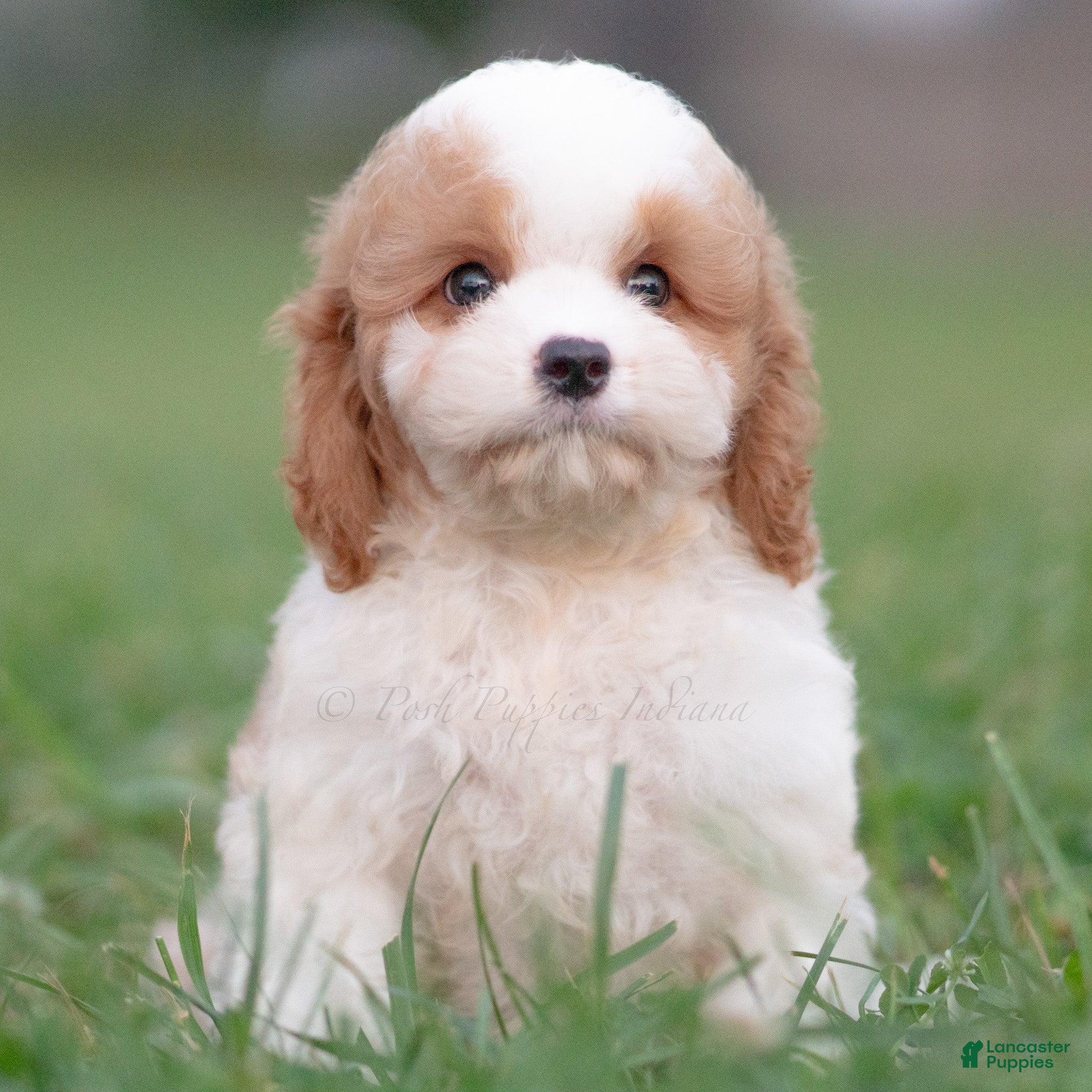Cavapoo dogs Jett - Ad 20