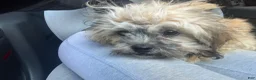 Shih Tzu dogs for sale: Shih Tzu Puppy 1 - Ad 4