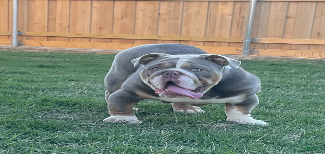 Gallery Image {{count}}