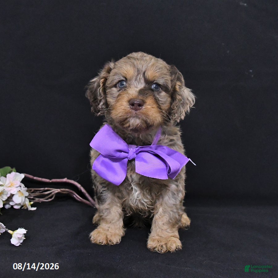 Cavapoo dogs Oliver - Ad 2