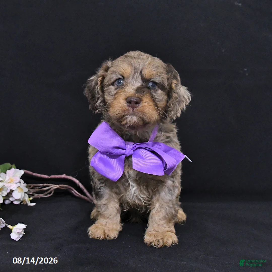 Cavapoo dogs for sale: Oliver - Ad 2